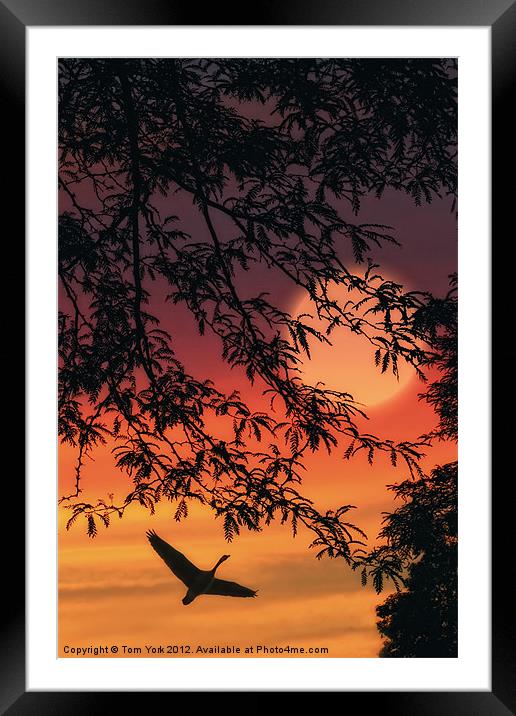 LONELY ARE THE FREE Framed Mounted Print by Tom York