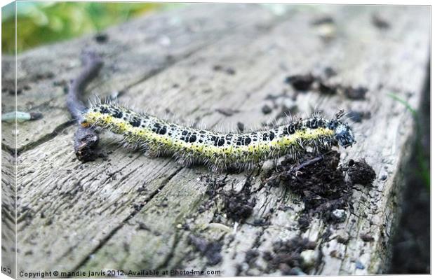 Caterpillar Crawling Canvas Print by Mandie Jarvis