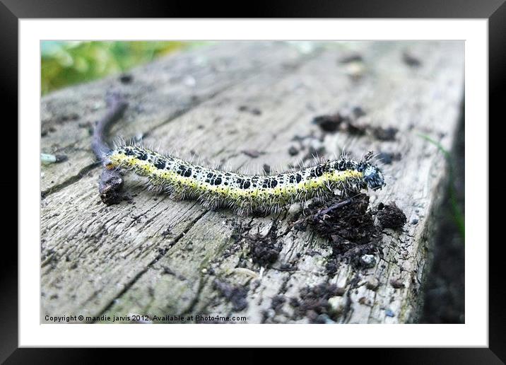 Caterpillar Crawling Framed Mounted Print by Mandie Jarvis