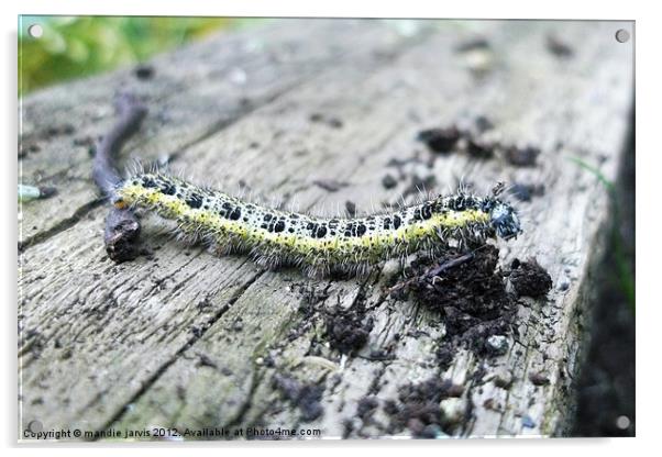 Caterpillar Crawling Acrylic by Mandie Jarvis