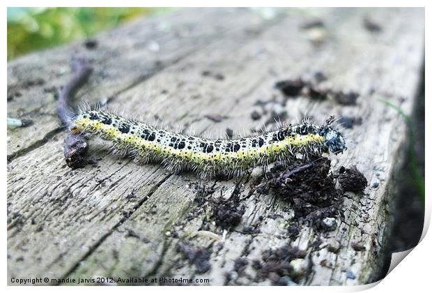 Caterpillar Crawling Print by Mandie Jarvis