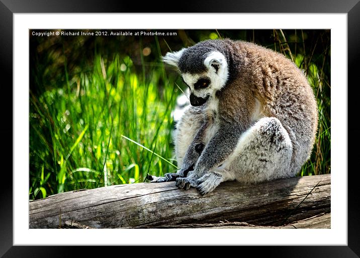 Thinking Lemur Framed Mounted Print by Richard Irvine