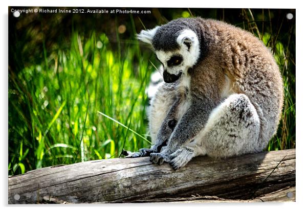Thinking Lemur Acrylic by Richard Irvine
