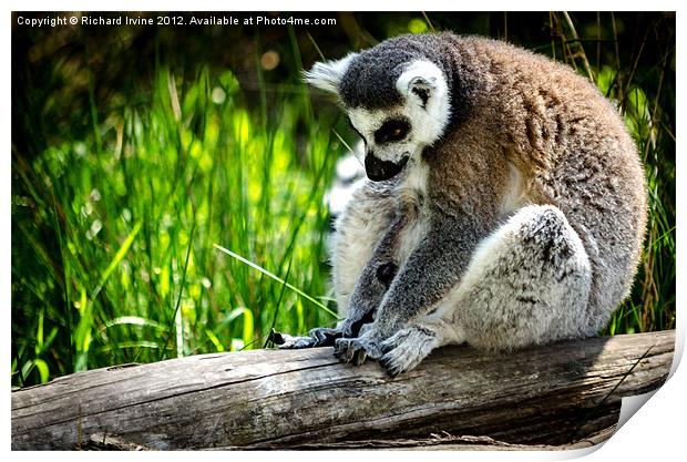 Thinking Lemur Print by Richard Irvine