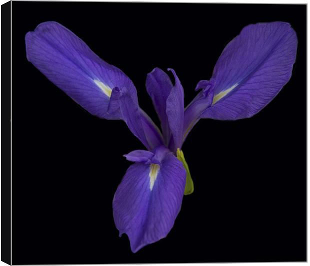 Purple Iris Canvas Print by Peter Elliott 