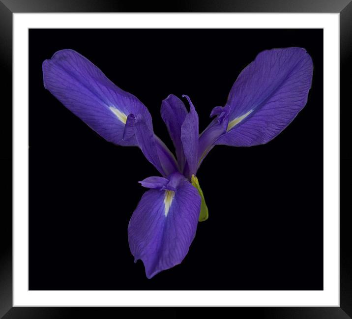 Purple Iris Framed Mounted Print by Peter Elliott 
