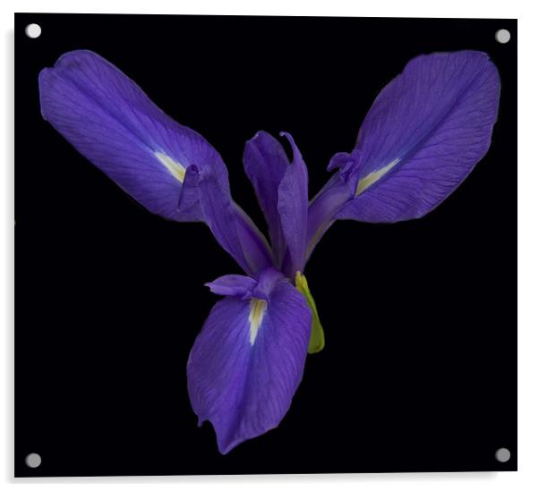 Purple Iris Acrylic by Peter Elliott 