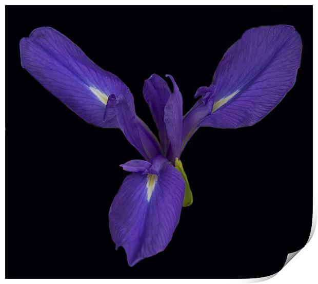 Purple Iris Print by Peter Elliott 