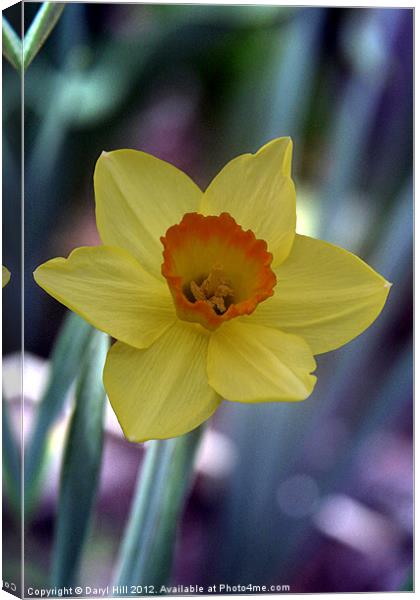 Yellow Daffodil on Metallic Canvas Print by Daryl Hill