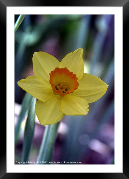 Yellow Daffodil on Metallic Framed Mounted Print by Daryl Hill