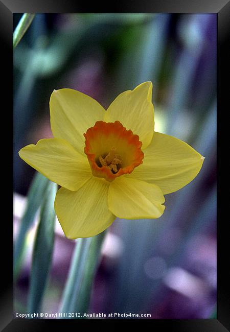 Yellow Daffodil on Metallic Framed Print by Daryl Hill