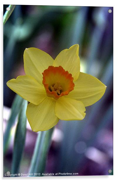 Yellow Daffodil on Metallic Acrylic by Daryl Hill