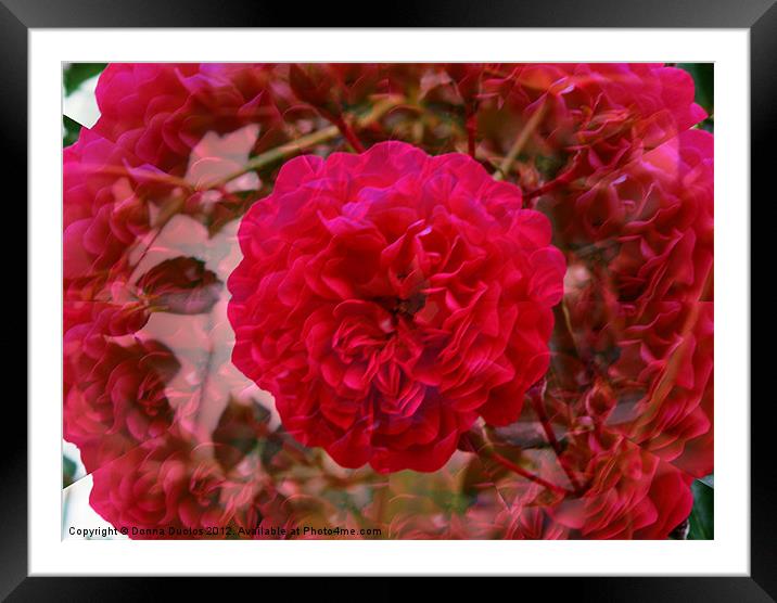 Illusion Rose Framed Mounted Print by Donna Duclos
