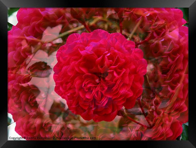 Illusion Rose Framed Print by Donna Duclos