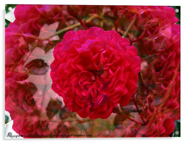 Illusion Rose Acrylic by Donna Duclos