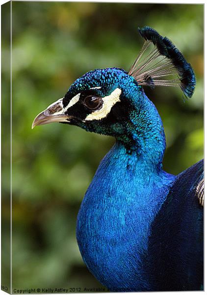 Portrait of a Peacock Canvas Print by Kelly Astley