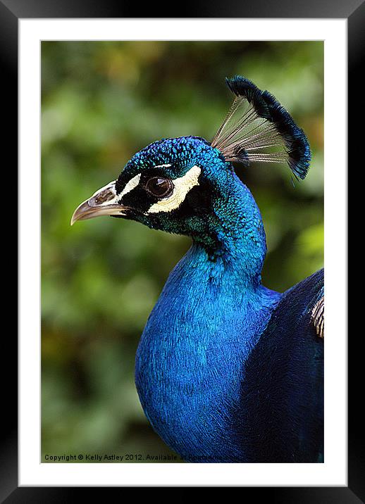 Portrait of a Peacock Framed Mounted Print by Kelly Astley