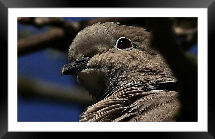 The Collared Dove Framed Mounted Print by Trevor White