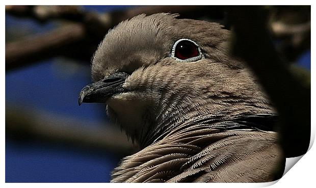 The Collared Dove Print by Trevor White