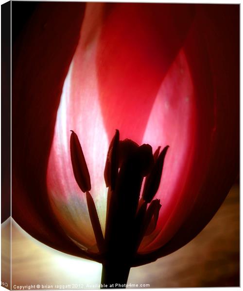Translucent Tulip Canvas Print by Brian  Raggatt