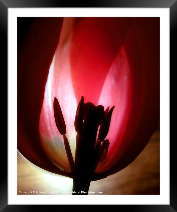 Translucent Tulip Framed Mounted Print by Brian  Raggatt