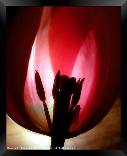 Translucent Tulip Framed Print by Brian  Raggatt