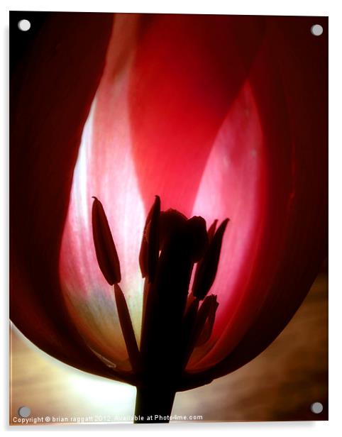 Translucent Tulip Acrylic by Brian  Raggatt