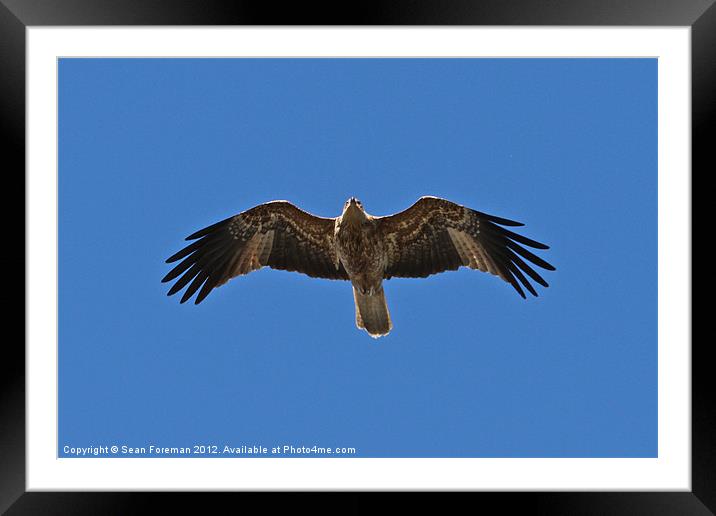 Flying High Framed Mounted Print by Sean Foreman