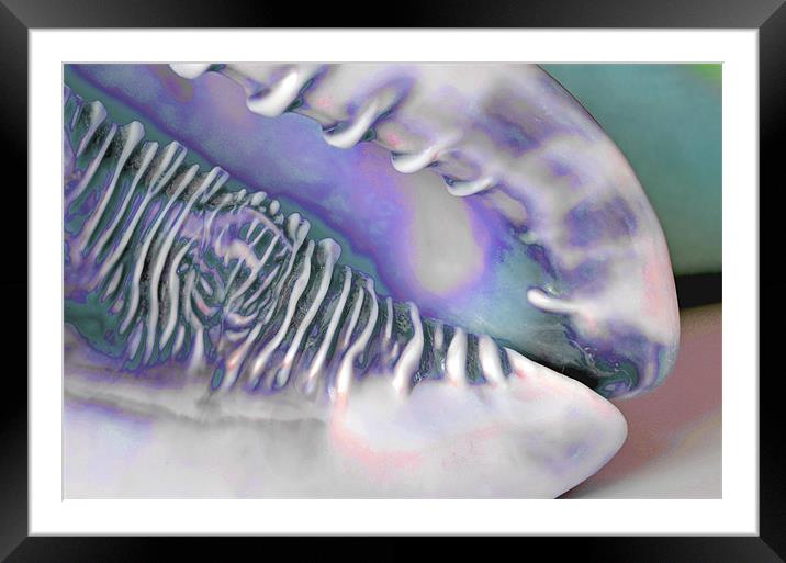 Conch Shell Blues Framed Mounted Print by Tracy McDermott