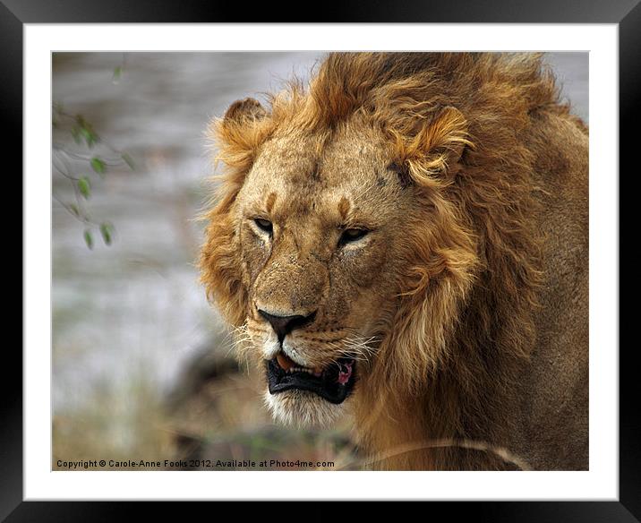 Large Male Lion Framed Mounted Print by Carole-Anne Fooks