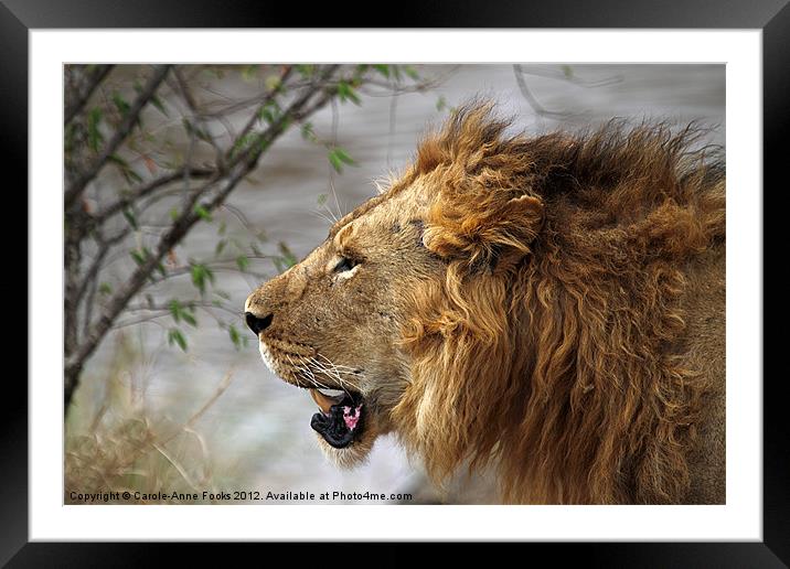 Large Male Lion Profile Portrait Framed Mounted Print by Carole-Anne Fooks