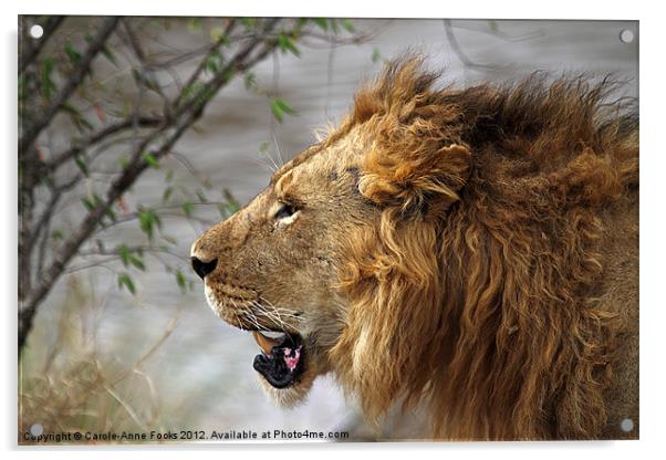 Large Male Lion Profile Portrait Acrylic by Carole-Anne Fooks