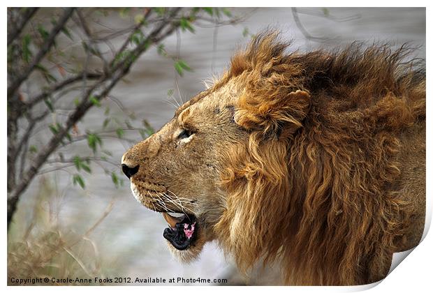 Large Male Lion Profile Portrait Print by Carole-Anne Fooks