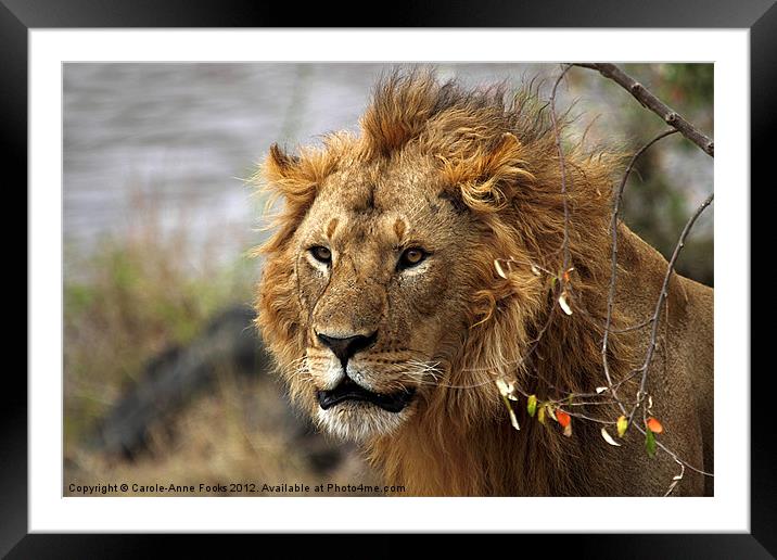 Large Male Lion Looking Intently Framed Mounted Print by Carole-Anne Fooks