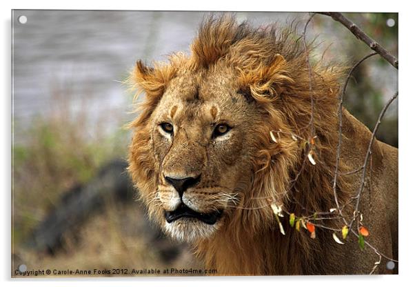 Large Male Lion Looking Intently Acrylic by Carole-Anne Fooks