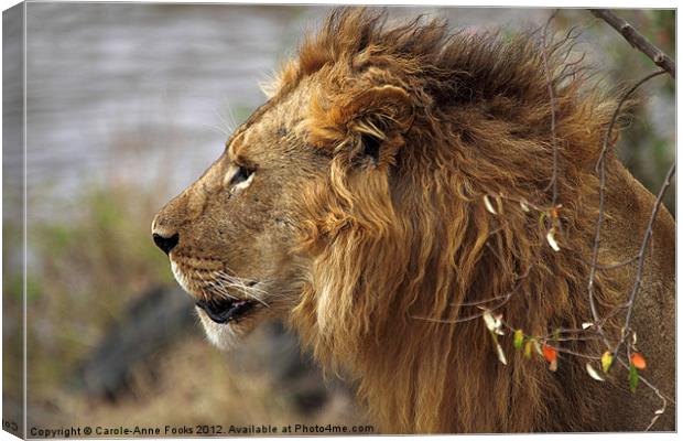 Large Male Lion Emerging from the Bush Canvas Print by Carole-Anne Fooks