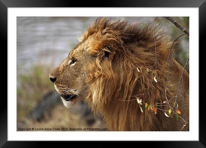 Large Male Lion Emerging from the Bush Framed Mounted Print by Carole-Anne Fooks
