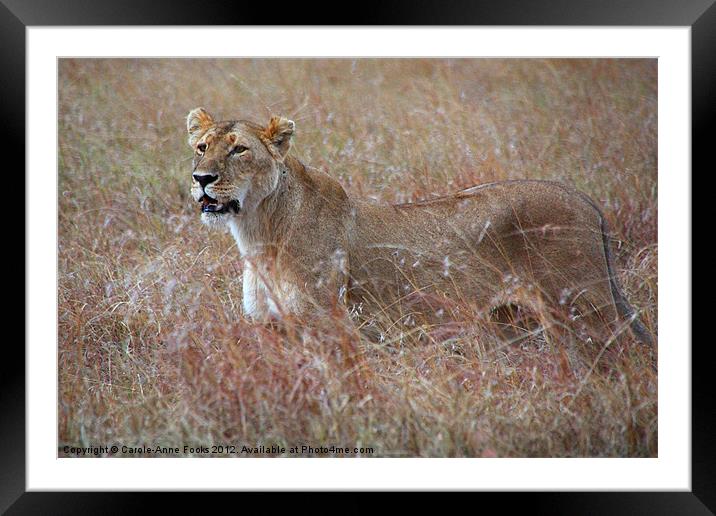 Female Lion in Grass Framed Mounted Print by Carole-Anne Fooks