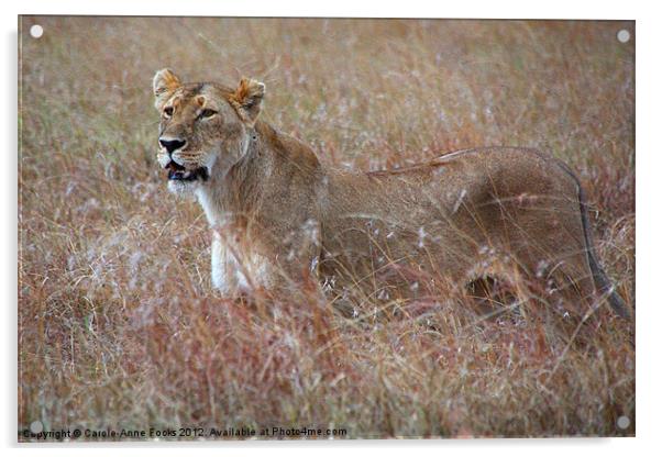Female Lion in Grass Acrylic by Carole-Anne Fooks
