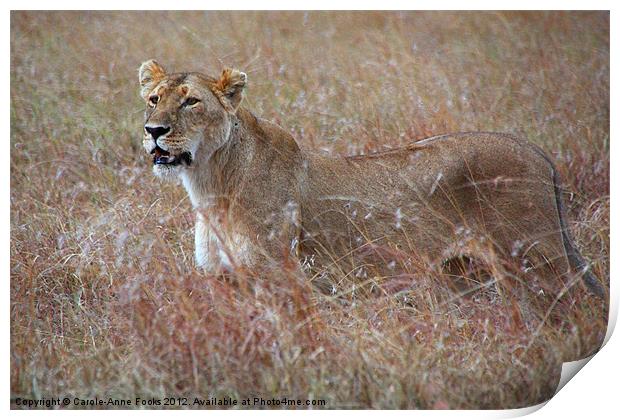 Female Lion in Grass Print by Carole-Anne Fooks