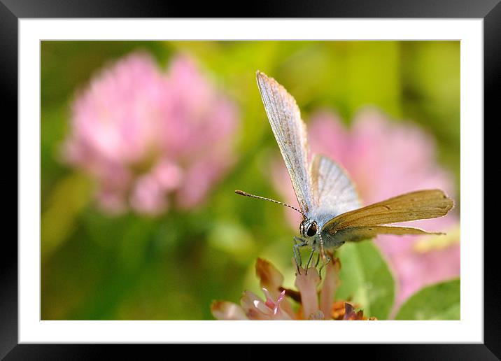 Lunchtime... Framed Mounted Print by Nicolas Jadeau