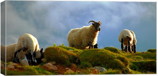 Scottish blackface ewe with lambs Canvas Print by Macrae Images