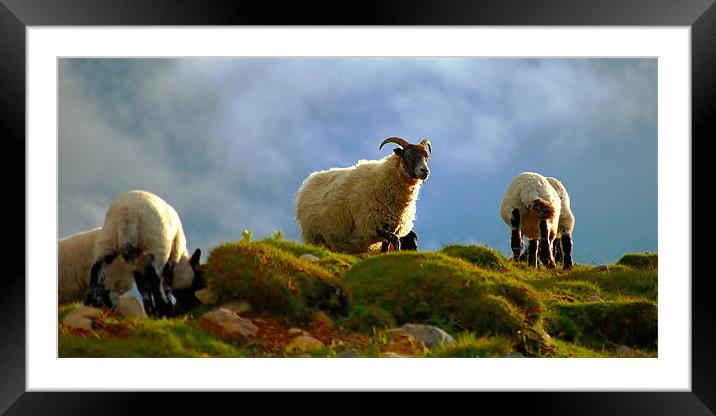 Scottish blackface ewe with lambs Framed Mounted Print by Macrae Images