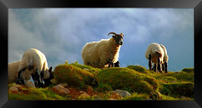 Scottish blackface ewe with lambs Framed Print by Macrae Images