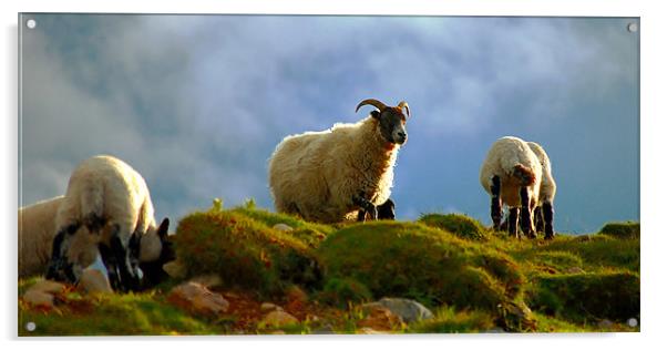 Scottish blackface ewe with lambs Acrylic by Macrae Images