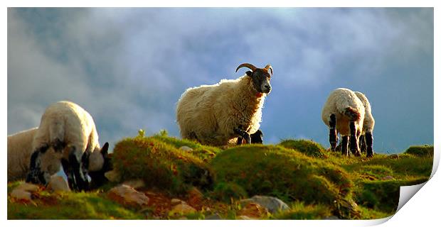 Scottish blackface ewe with lambs Print by Macrae Images