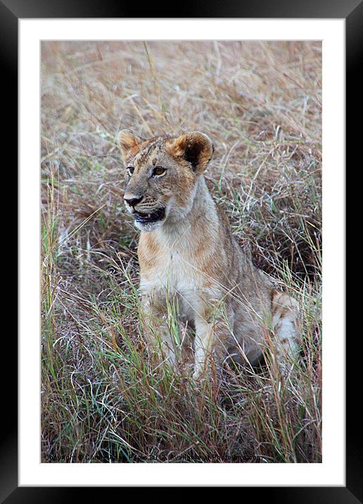 Young Lioness in the Grass Framed Mounted Print by Carole-Anne Fooks