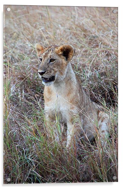 Young Lioness in the Grass Acrylic by Carole-Anne Fooks