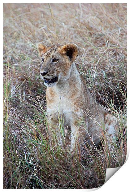 Young Lioness in the Grass Print by Carole-Anne Fooks