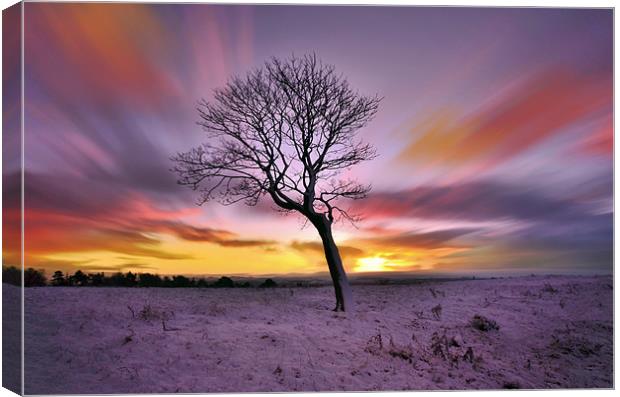 Winter-Tree Canvas Print by Jamie Keith